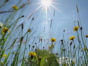 Le pissenlit | Lumni Enseignement