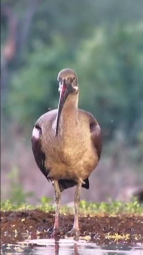 The Humble Hadada Ibis