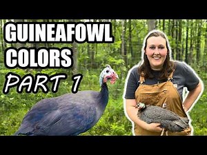 Guineafowl Color Genetics - Part 1 Wild Group