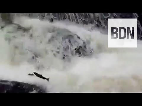 Watch salmon leaping in Sebec Lake waterfall
