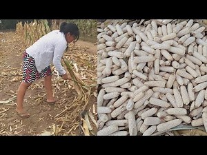 Look at how many quintals of corn it yields per task and how much we harvest per year