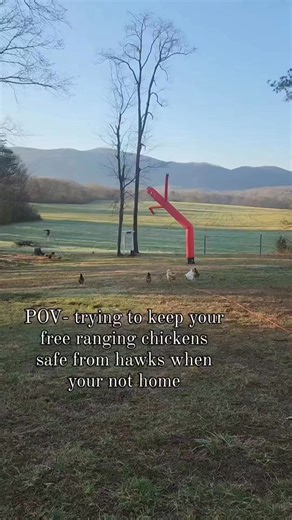315K views · 5.3K reactions | ***YOU'RE*** I've been using these wavy inflatable guys for 3 years now to help keep hawks away from our foraging chickens, not just when I'm gone but I use them everyday. I have a few different colors and move it regularly. This one is 20 foot tall but our very first one was a 8 foot purple one I named Stanley that become famous  I get them on Amazon. #backyardchickens #crazychickenlady #chickensofinstagram #chickens #petchickens | Sarah Chitwood | Facebook