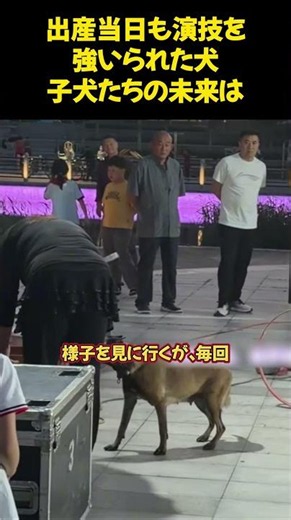 出産当日も演技を強いられた犬子犬たちの未来は #保護動物#動物救助 #犬