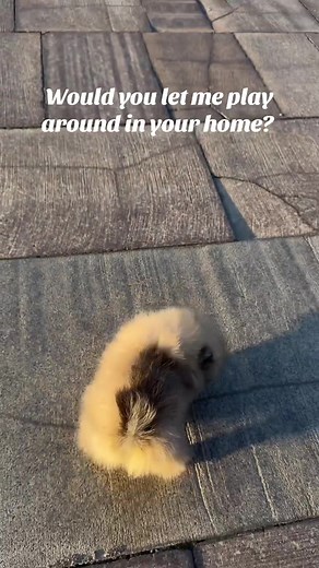 Adopt a Teacup Pomeranian Puppy Today