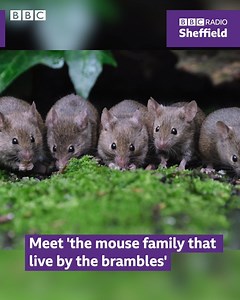 Meet the mouse family making themselves at home in a photographer's garden 🐭 Listen for more 👉 bbc.co.uk/sounds/play/p090y5p1 | BBC Sheffield