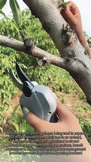 Fast electric pruning for orchard maintenance #worker #process #agriculture #pruning #tools