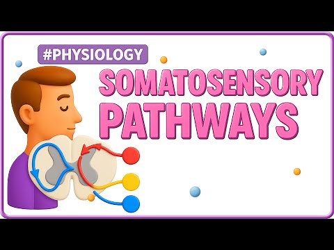 6. Somatosensory Pathways 🧠🖐️ | Dorsal Column, Spinothalamic Tract | USMLE Step 1 Neurophysiology