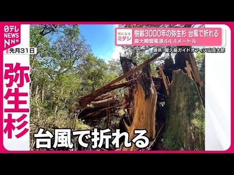 【台風で折れる】樹齢3000年の「弥生杉」 最大瞬間風速44.4メートル