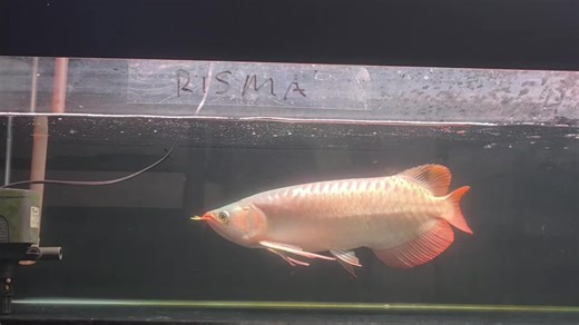 Complete Guide to Caring for Semi Butterfly Arowanas