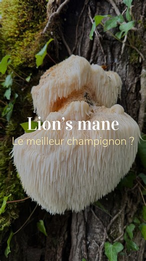 Tu l’as déjà vu ? Ce champignon bizarre a bien des noms intrigants, mais ses propriétés sont certainement intéressantes à explorer. L’Hericium erinaceus ou Lion’s Mane est le champignon de la cognition et du cerveau, et voilà ce que tu dois connaître à propos de cet incontournable champignon médicinal. Est ce que tu as déjà testé ses effets ? #santé #champignon #cerveau | Zenno.nature