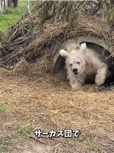 初めて自然と触れ合うクマ