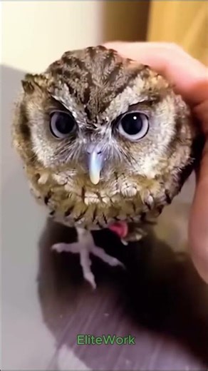 beautiful animal transformation #amazinganimals #animalevolution #animals