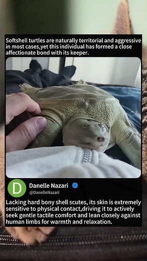 Shell-Less Softshell Turtle: The Grumpy Species’ Cuddly Exception #wildlifefacts #animalbehavior