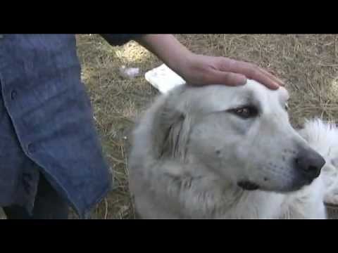 The Great Pyrenees Escape