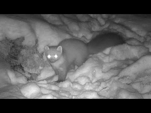 Wildlife Camera - Denmark