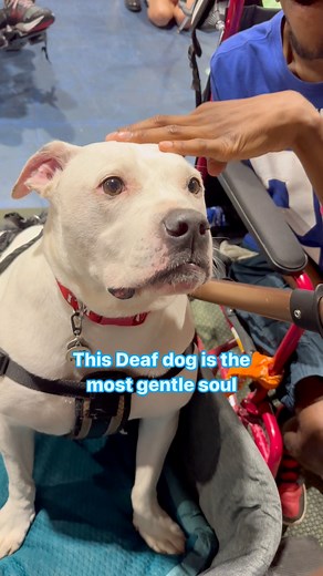 135K views · 10K reactions | Deaf Dog could teach us all how to hear with our hearts. #doglover #dogsofinstagram #doglife #therapydogs #specialneeds #Inclusion | Cole the Deaf Dog- The Team Cole Project | Facebook