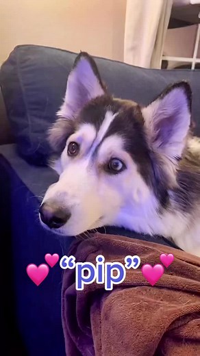 Enjoying the Heartwarming Animated Short Film 'Pip'