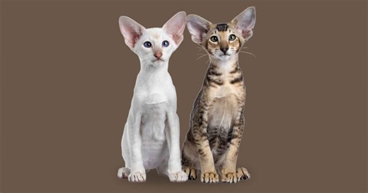 7 diferenças entre as raças siamês e oriental shorthair