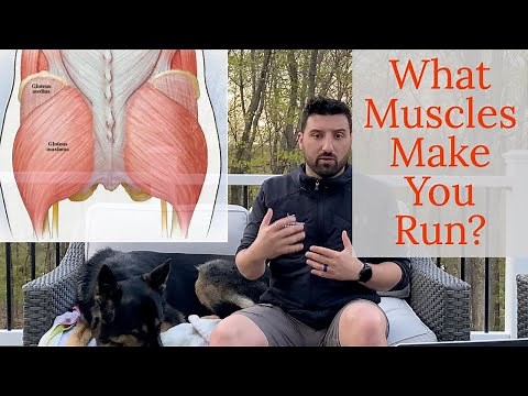 What Muscles Work Most When You Are Running? - What muscles do you use to run?