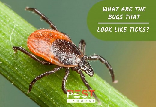 Bugs That Look Like Ticks | Identification and Control Guide - Pest Samurai