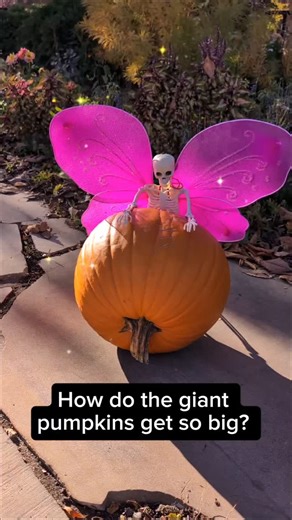 11 reactions | ✨ Giant gourds are starting to pop up at The Gardens for Pumpkins on Parade! A huge shoutout to our local growers who dedicate their summers to growing these enormous fruits. It takes a ton of time, care and effort to make this magic happen! Learn more on our website: fcgov.com/gardens/pumpkins. | Gardens on Spring Creek | Facebook