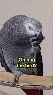 Halo Elite Bird 🐦