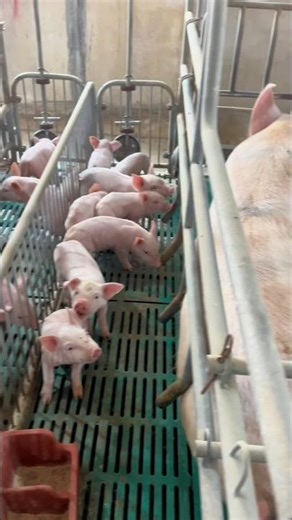 A Walk Through the Maternity Ward: Inside the Sow Area of a Pig Farm 👀