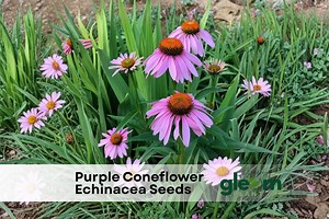 200  Purple Coneflower Echinacea Seeds – Bee & Bird Magnet • Hardy Perennial - Etsy