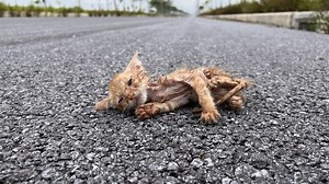 56K views · 5.5K reactions | The cat howls loudly for assistance, but... Many were moved to tears by the rescue video. | All brand | Facebook