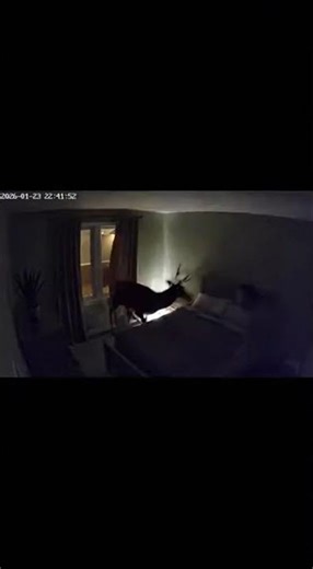 Deer Crashes Through Bedroom Window!