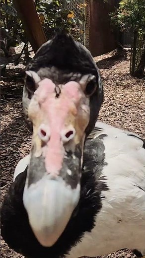 Australian tour begins in Perth, where we took a little trip out to the Caversham Wildlife Park.