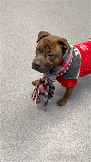 Absolute perfection… please take a moment to appreciate how precious Pipsqueak is!! 🥺 Come meet him next week at GCAC in Flint, Michigan! | Genesee County Animal Care