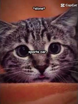 I like potatoes! I don't like tomatoes! #foryou #fypシ #kitty