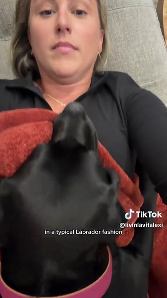 Velcro Dogs: Why This Labrador Isn't Just 'Stuck' to You