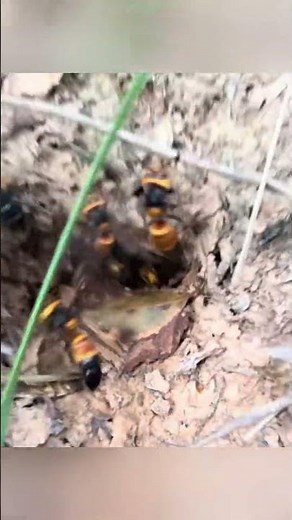 #gianthornets #waspremoval #waspnest #bee #honeybird #56