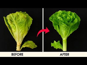 How to Wash Lettuce Properly – Safely Removes Bacteria and Pesticides, Keeps It Fresh All Week Long