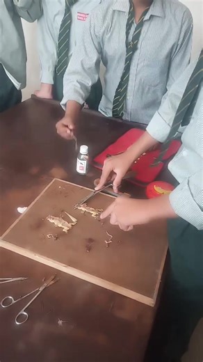 Anatomical Dissection of a Lizard | Mazhar Alam | Facebook