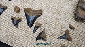 Did a Megalodon Die right here?! Many similar sized megalodon shark teeth, and other species, were found just 6-8 feet under the surface here in a normal Florida backyard in the perfect spot! So we got an excavator and dug through the fossil layer here. Watch to find out exactly what all was found in this possible Megalodon graveyard! | SHRKco