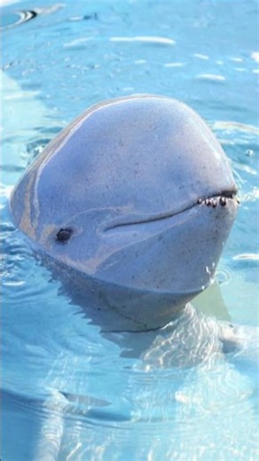 The Dolphin That Teamwork With Fishermen #shortsfeed #irrawaddydolphin #dolphin #animalfacts