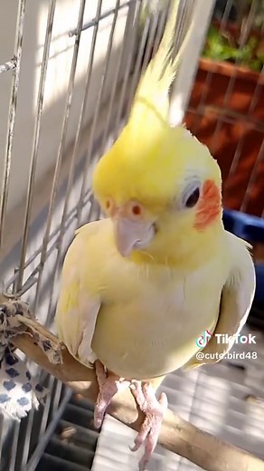 Cockatiel Bird Care Tips and Fun Facts