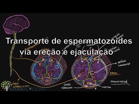 Sperm Transport via Erection and Ejaculation | Life and Evolution | Khan Academy