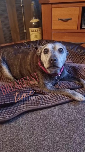 Breakfast time for Chloe again, she loves her Tasty Loaf in a morning with her meds hidden inside, she seems to prefer it to Jelly or Chunks, with a sprinkling of mixer to crunch. #breakfast #staffy #staffylove #staffysoftiktok #dogsoftiktok