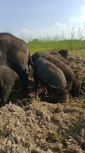 amazing animals in the world #Shorts #farming #pigfeed