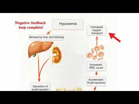 Hypoxemia and the Negative Feedback Loop