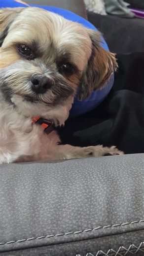 Living the dream 🐶✨ No work, no school, no bills… just naps, snacks, and vibes. Meanwhile I’m out here funding this luxury lifestyle 😂 Who else wishes they had a dog’s daily schedule? #fyp #foryou #viral #dogslife #funnymoments