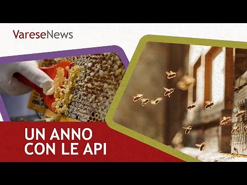 A YEAR WITH BEES | Documentary