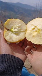 😁Golden apple 🍏 #seb #apple #villagelife | Nisha Budha Magar