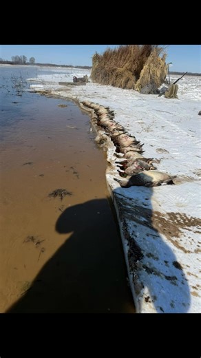 Arkansas Ducks: Greening Teal Beat Down Highlights