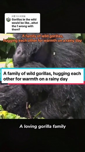 回覆 @TC3 A family of wild gorillas, hugging each other for warmth on a rainy day#gorilla #silverback #fpy #foryou #gorillas #animals #happygorillafamily