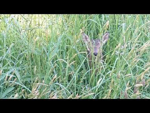 Roe deer fawn bleating / calling for mum.